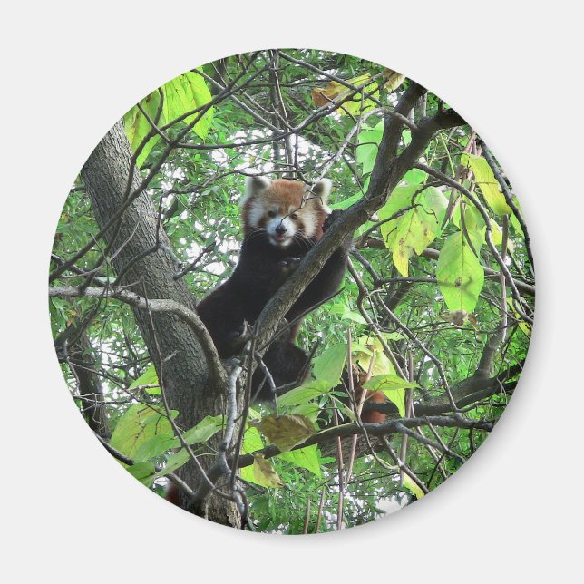 Red Panda Magnet (Vorne)