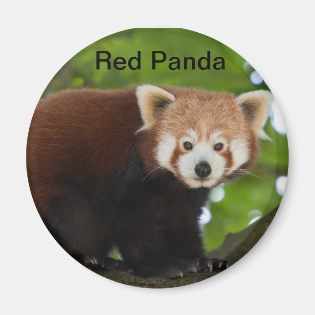 Red Panda Magnet (Vorne)