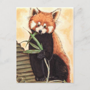 Red Panda Nom Postkarte