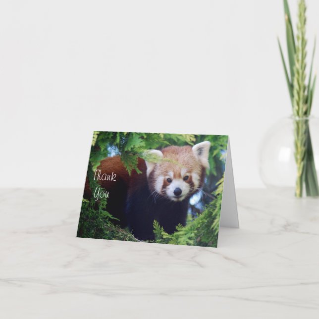 Red Panda Note Card Karte (Vorderseite)
