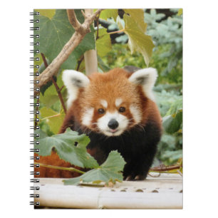 Red Panda Notizblock
