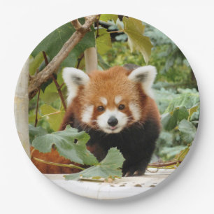 Red Panda Pappteller