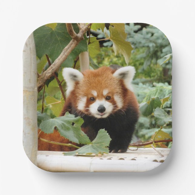 Red Panda Pappteller (Vorderseite)