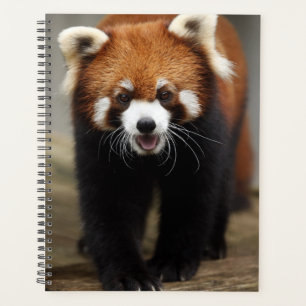 Red Panda Planer