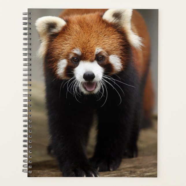 Red Panda Planer (Vorderseite)