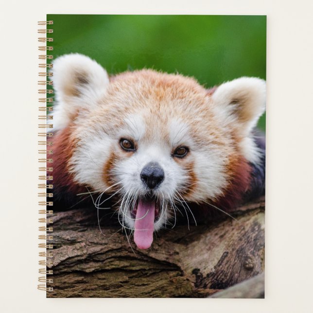 Red Panda Planer (Vorderseite)