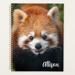 Red Panda Planer