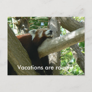 Red Panda Postcard Postkarte