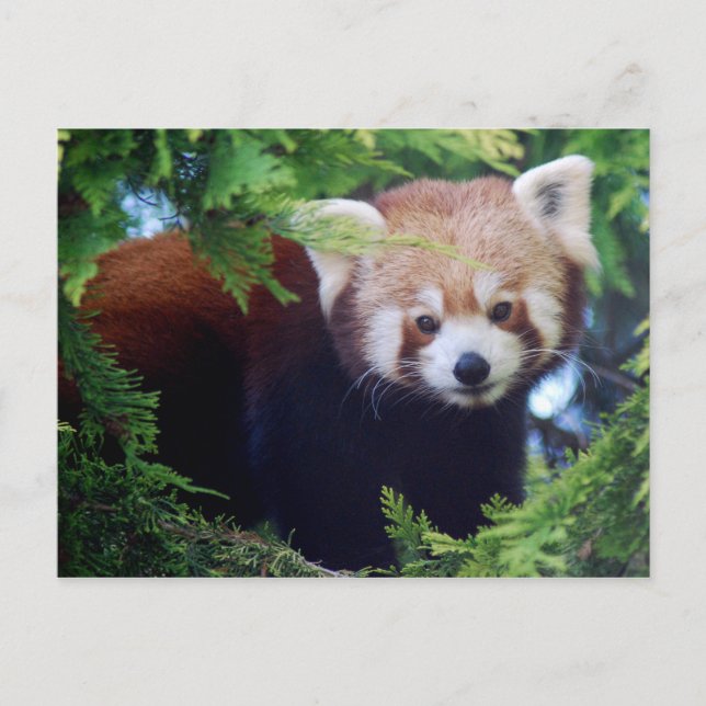 Red Panda Postcard Postkarte (Vorderseite)