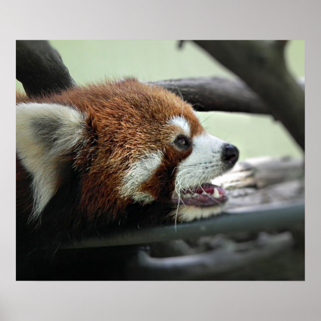 Red Panda Poster (Vorne)