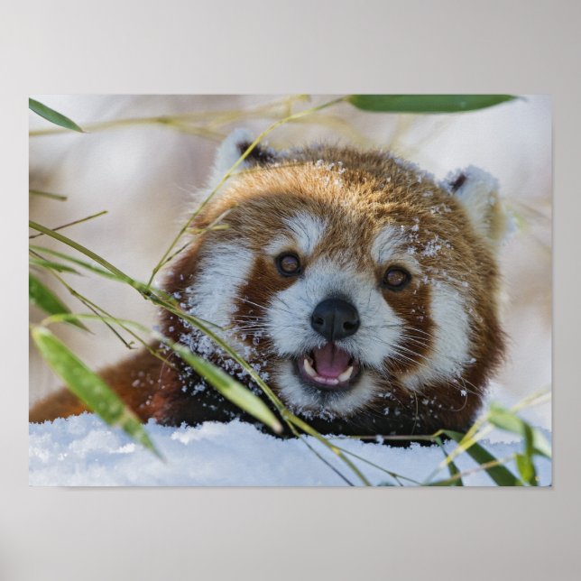Red Panda Poster (Vorne)