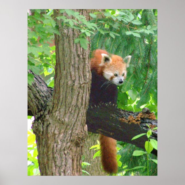 Red Panda Poster (Vorne)