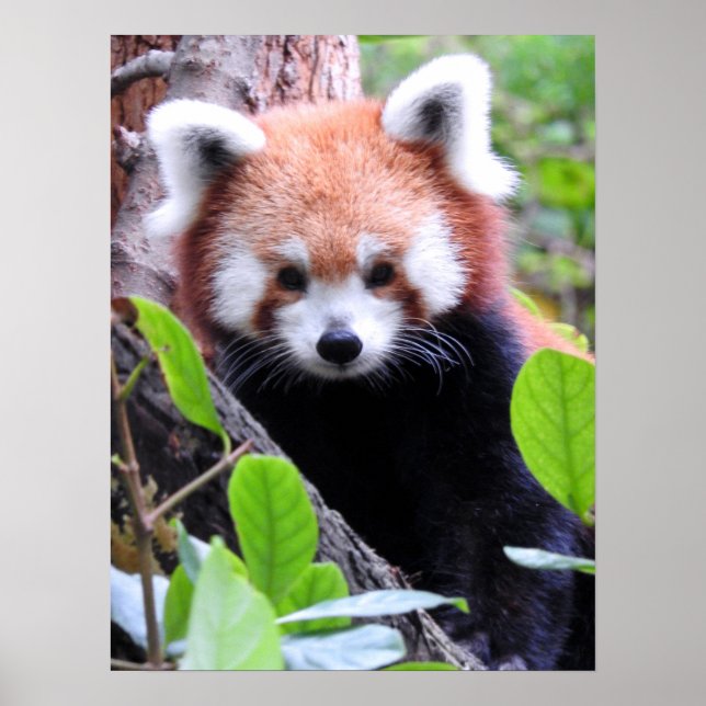 Red Panda Poster (Vorne)