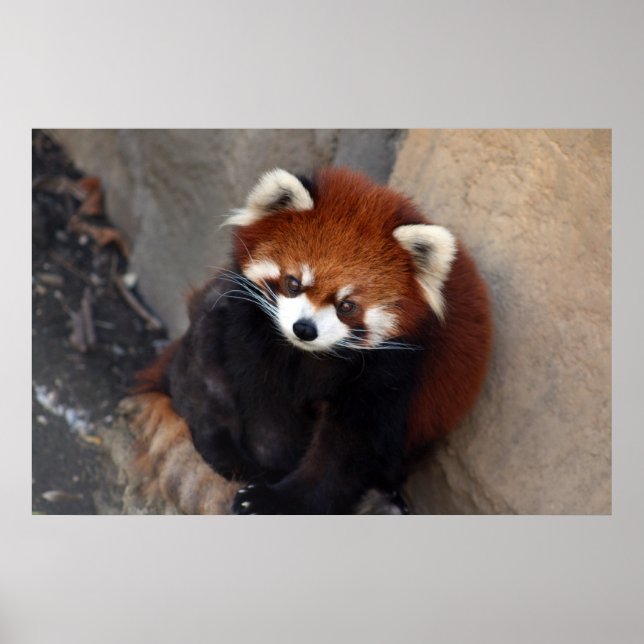 Red Panda Poster (Vorne)
