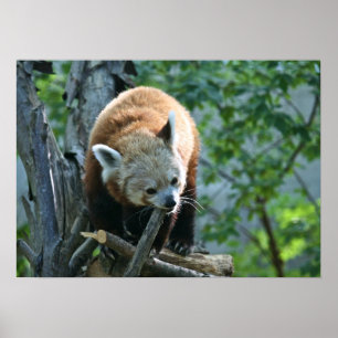 Red Panda Poster