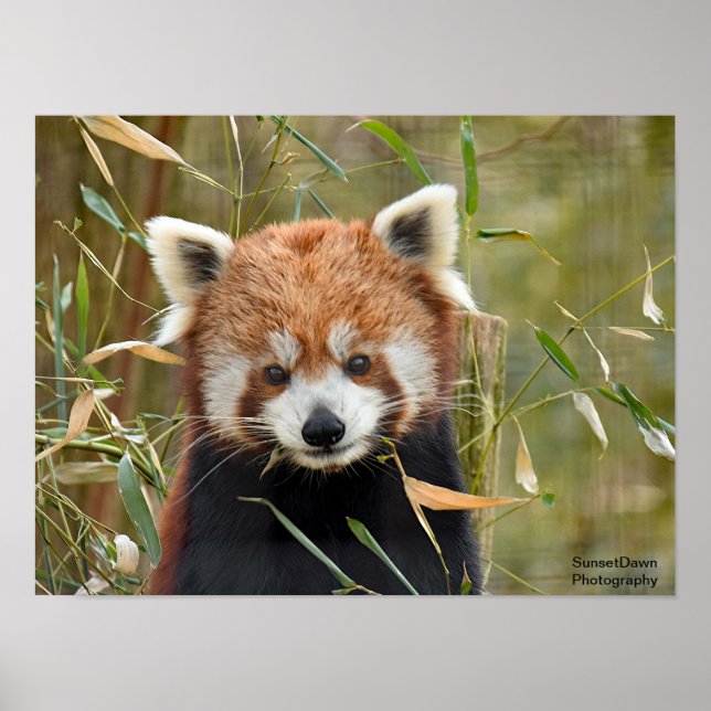 Red Panda Poster (Vorne)