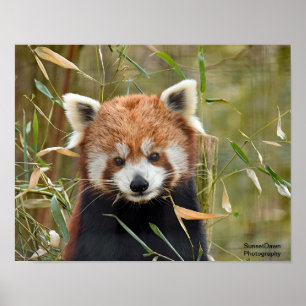 Red Panda Poster