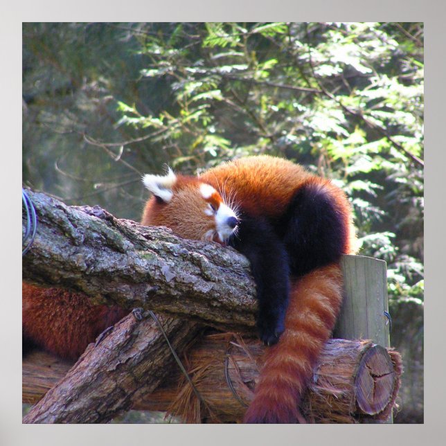 Red Panda Poster (Vorne)