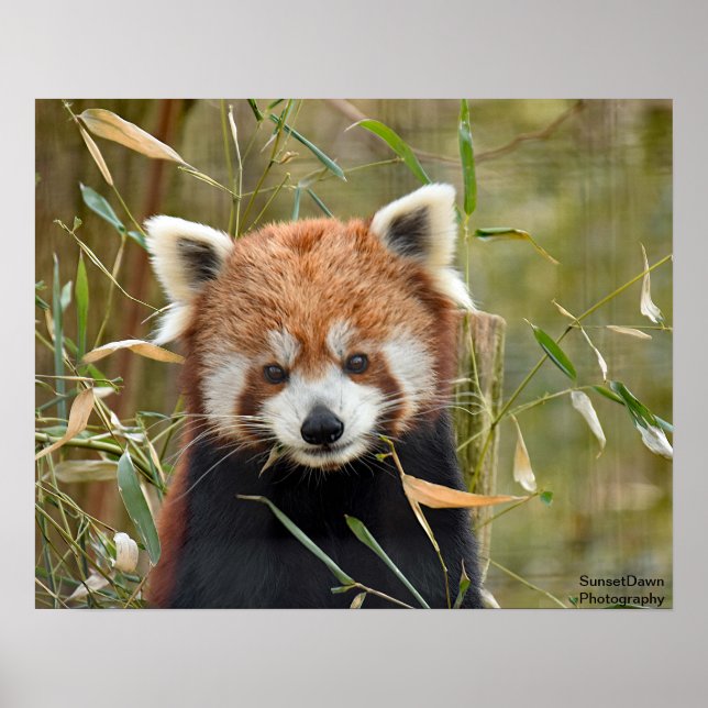 Red Panda Poster (Vorne)