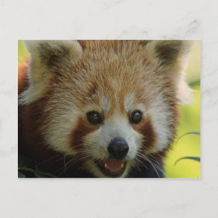 Red Panda Postkarte