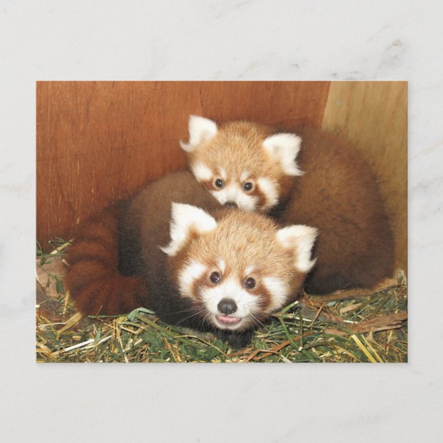 Red Panda Postkarte (Vorderseite)