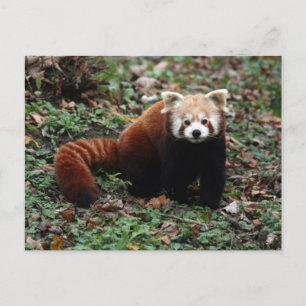 Red Panda Postkarte