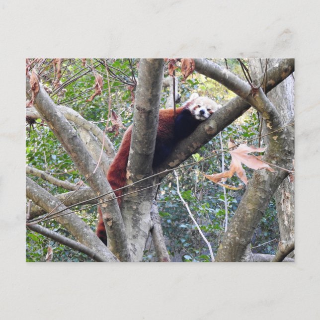 Red Panda Postkarte (Vorderseite)