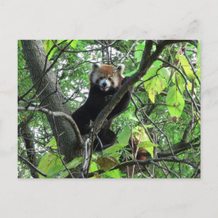 Red Panda Postkarte