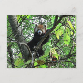 Red Panda Postkarte