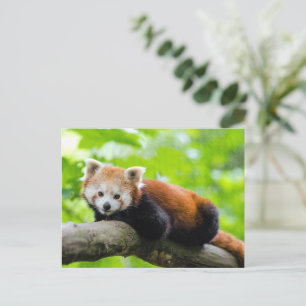 Red Panda Postkarte