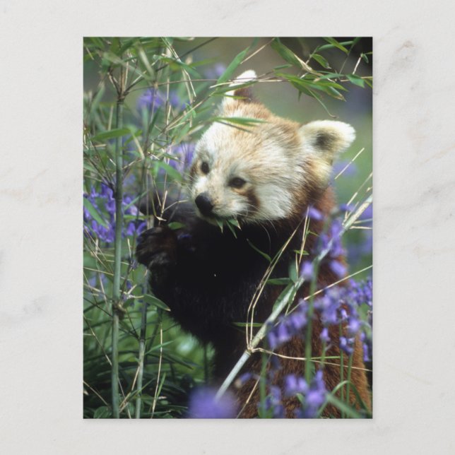 Red Panda Postkarte (Vorderseite)