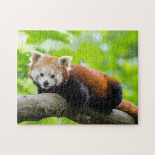 Red Panda Puzzle