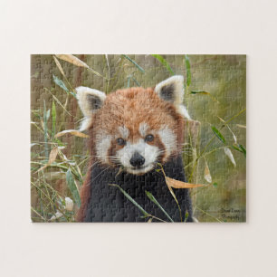 Red Panda Puzzle