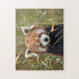 Red Panda Puzzle