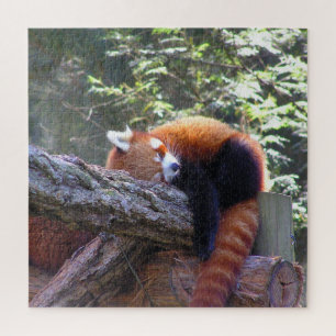 Red Panda Puzzle
