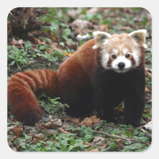 Red Panda Quadratischer Aufkleber
