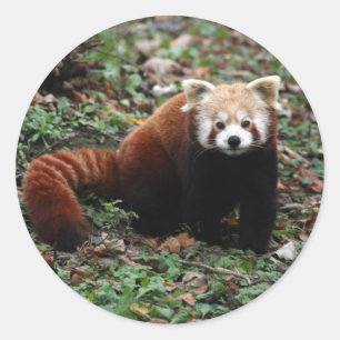 Red Panda Runder Aufkleber