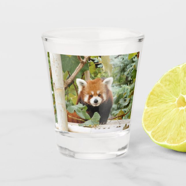 Red Panda Schnapsglas (Vorderseite)