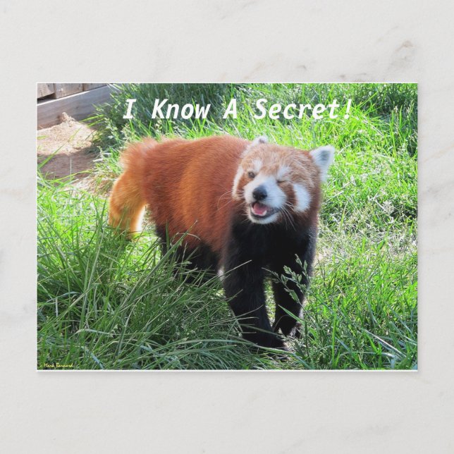 Red Panda Secret Postkarte (Vorderseite)