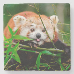 Red Panda Steinuntersetzer