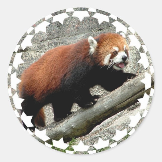Red Panda Stickers (Vorderseite)