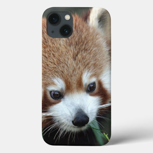 Red Panda, Taronga Zoo, Sydney, Australien Case-Mate iPhone Hülle (Rückseite)