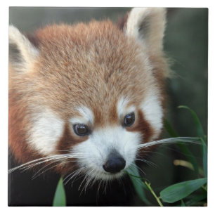 Red Panda, Taronga Zoo, Sydney, Australien Fliese