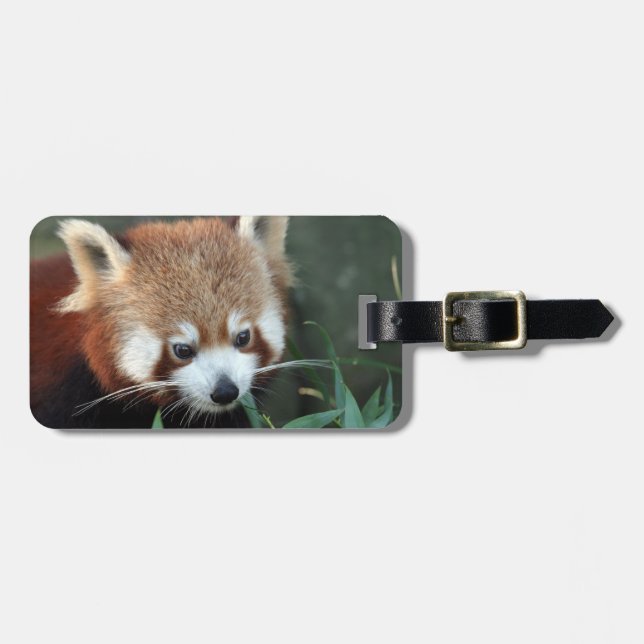 Red Panda, Taronga Zoo, Sydney, Australien Gepäckanhänger (Vorderseite horizontal)