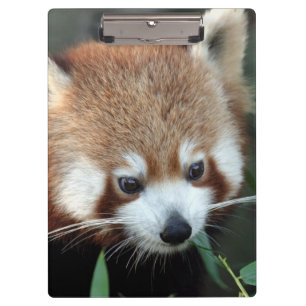 Red Panda, Taronga Zoo, Sydney, Australien Klemmbrett