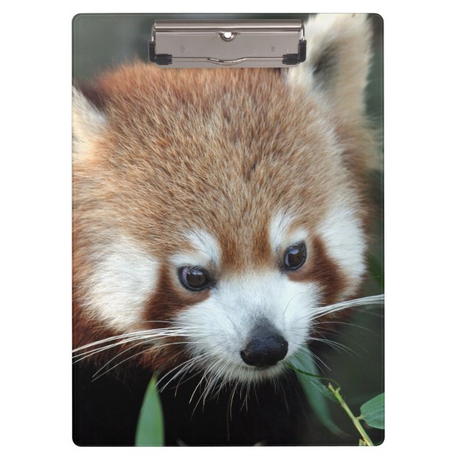 Red Panda, Taronga Zoo, Sydney, Australien Klemmbrett (Vorderseite)