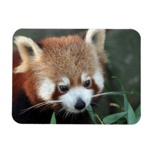 Red Panda, Taronga Zoo, Sydney, Australien Magnet