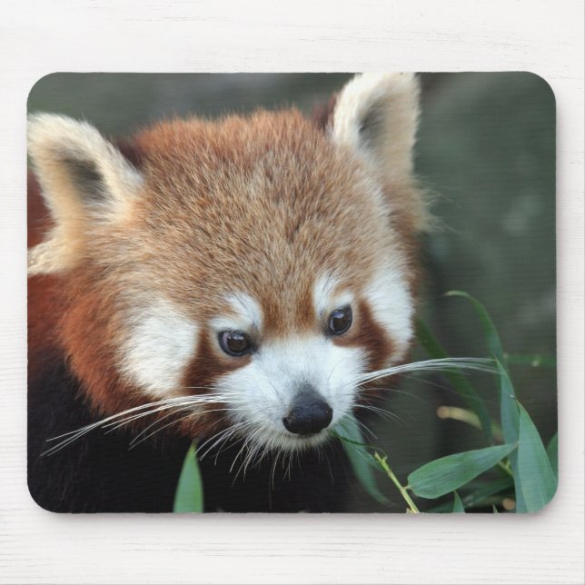 Red Panda, Taronga Zoo, Sydney, Australien Mousepad (Vorne)
