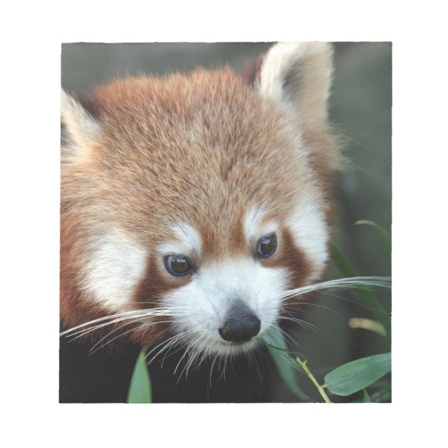 Red Panda, Taronga Zoo, Sydney, Australien Notizblock (Vorderseite)