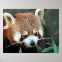 Red Panda, Taronga Zoo, Sydney, Australien